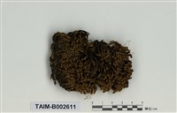 藏品(縮葉苔屬)的圖片